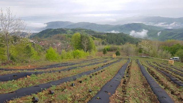 Yaban mersinleri Bursa’da filizleniyor