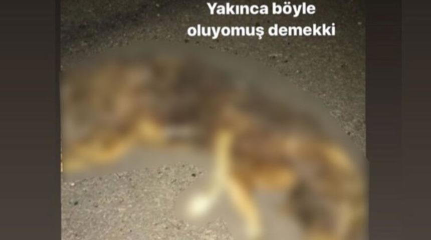 İzmir'de k&ouml;pek yaktığı g&ouml;r&uuml;nt&uuml;leri paylaşan M.&Ccedil;. yakalandı! İlk ifadesi ortaya &ccedil;ıktı