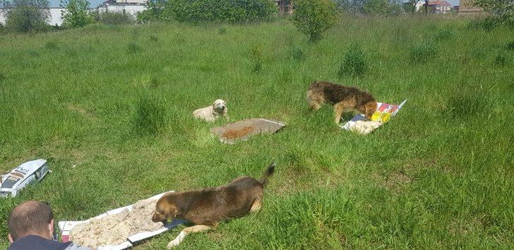 Sokak hayvanlarına ilk mama kaymakamdan G2
