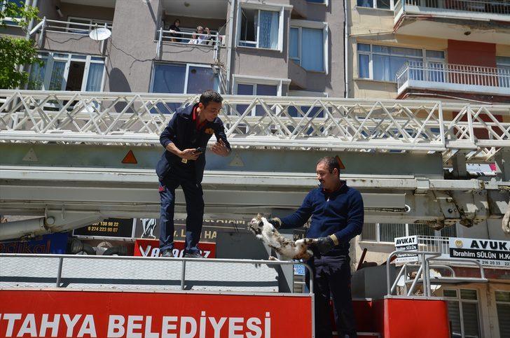 Balkonda mahsur kalan kediyi itfaiye kurtardı G2