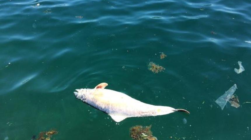 İstanbul'da sahile &ouml;l&uuml; yunus vurdu