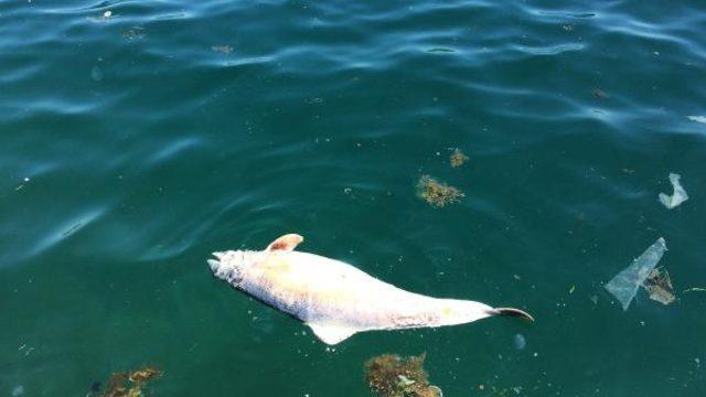 İstanbul'da sahile ölü yunus vurdu