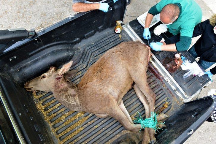 Yaralı geyiği belediye ekipleri kurtardı G1