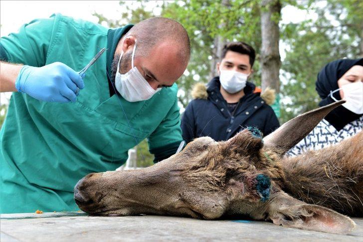 Yaralı geyiği belediye ekipleri kurtardı G2