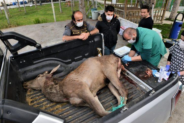 Yaralı geyiği belediye ekipleri kurtardı G3