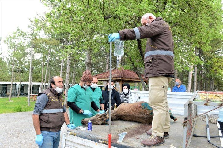 Yaralı geyiği belediye ekipleri kurtardı G4