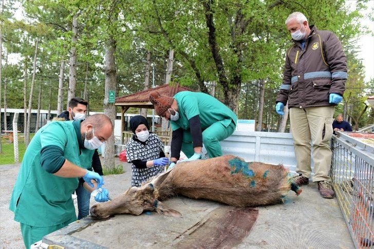 Yaralı geyiği belediye ekipleri kurtardı G5