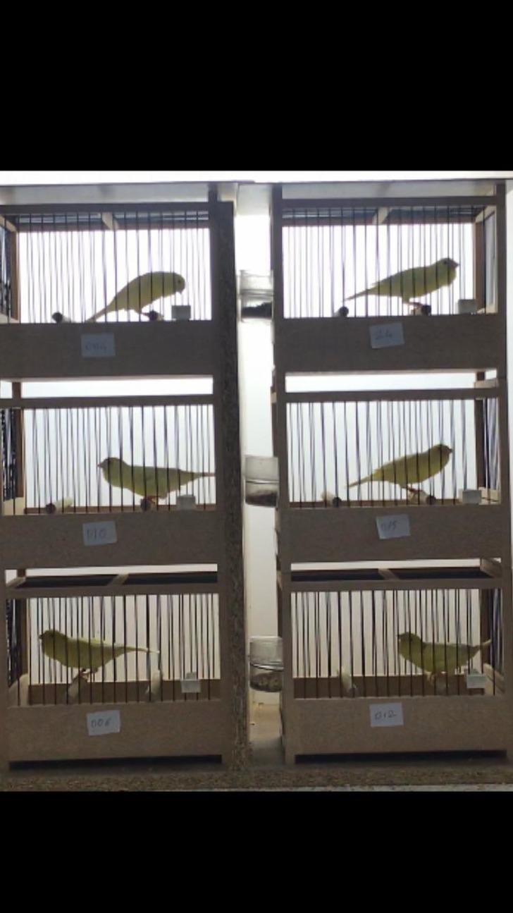 Kuşları çalınan kişi: Bulana 10 bin TL vereceğim G2