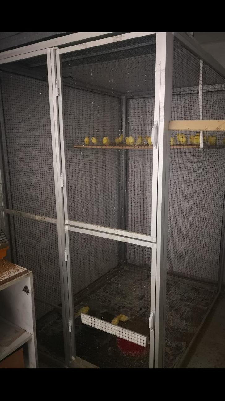 Kuşları çalınan kişi: Bulana 10 bin TL vereceğim G3