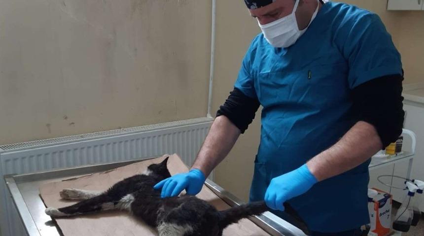 Aracın &ccedil;arptığı kedi tedavi altına alındı