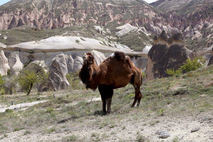 Kapadokya'daki at ve develer otlaklarda sakin günlerin tadını çıkarıyor G1