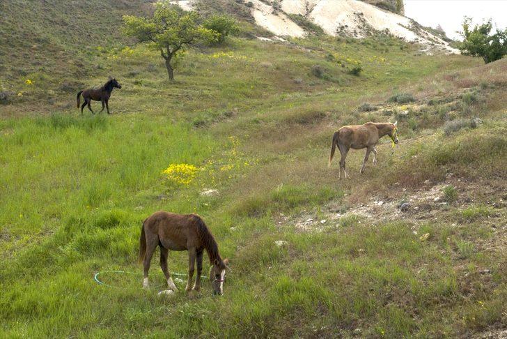 Kapadokya'daki at ve develer otlaklarda sakin günlerin tadını çıkarıyor G2