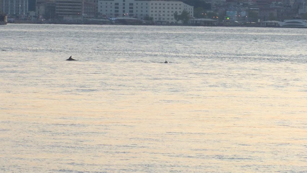 Yunusların g&uuml;n batımında Kız Kulesi'yle dansı...