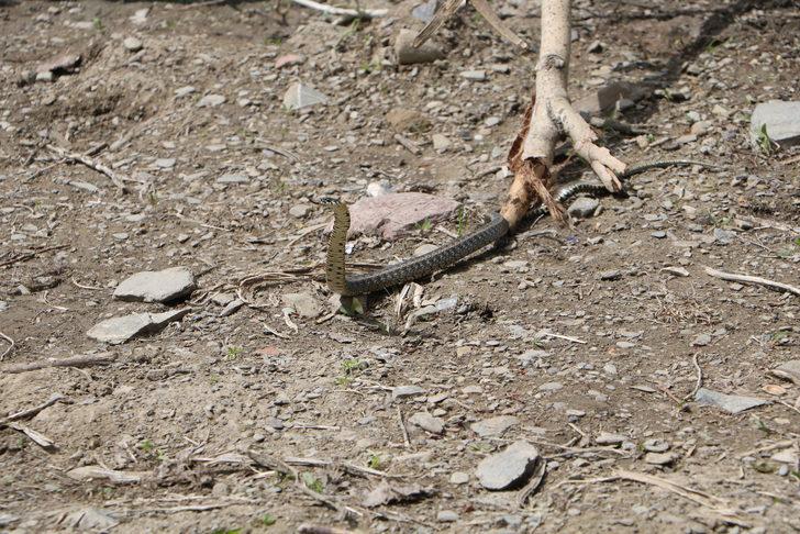 Korktukları için terk ettikleri evlerinden 20 yılan daha çıktı G3
