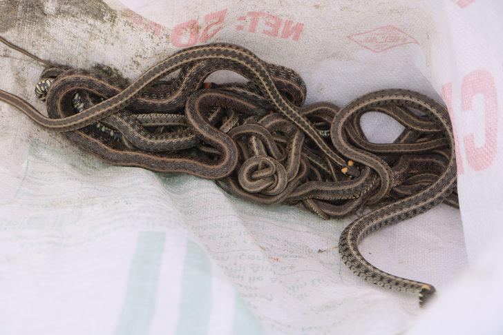 Korktukları için terk ettikleri evlerinden 20 yılan daha çıktı G4