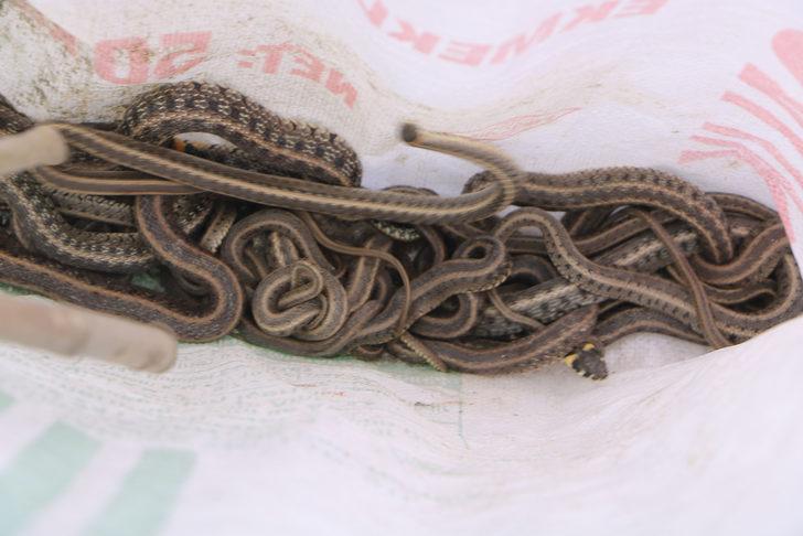 Korktukları için terk ettikleri evlerinden 20 yılan daha çıktı G5