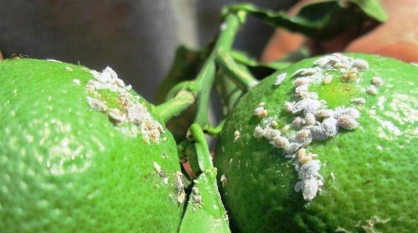 Turun&ccedil;gil&rsquo;de hastalıklara karşı m&uuml;cadele d&ouml;nemi başladı