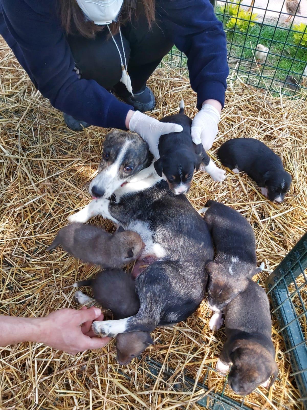 6 yavru &ccedil;akalı, &ouml;nce ceylan sonra k&ouml;pek emzirdi