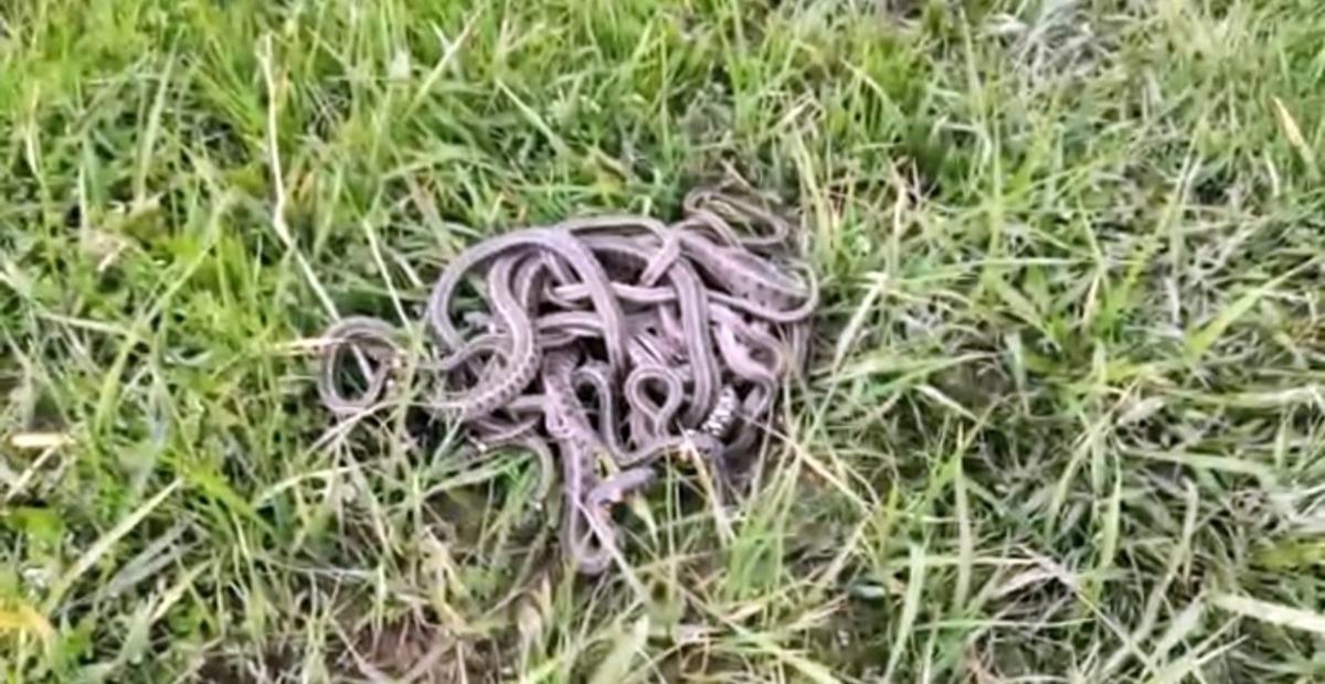 Evde yakalanan 30&rsquo;a yakın yılan doğaya bırakıldı