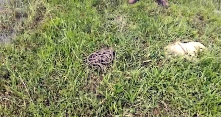 Evde yakalanan 30’a yakın yılan doğaya bırakıldı G4