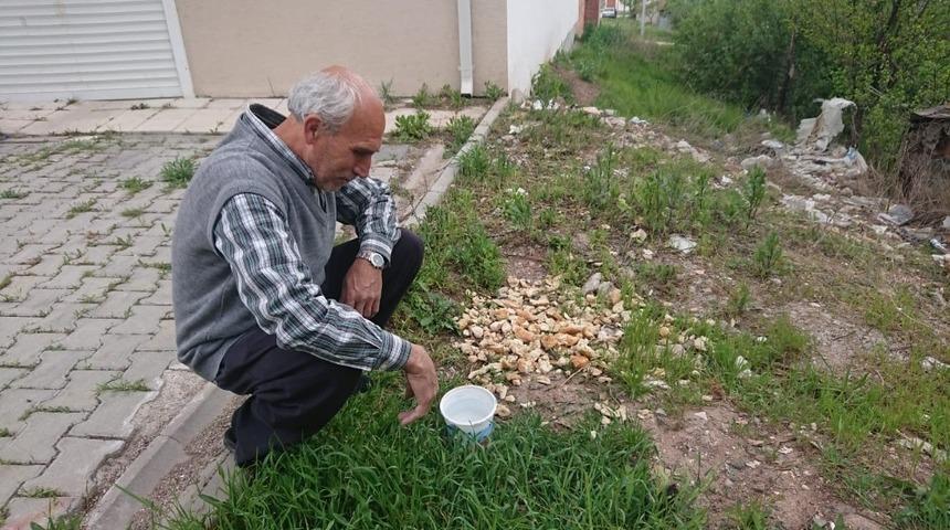 Sokak hayvanlarına her g&uuml;n su ve yemek veriyor