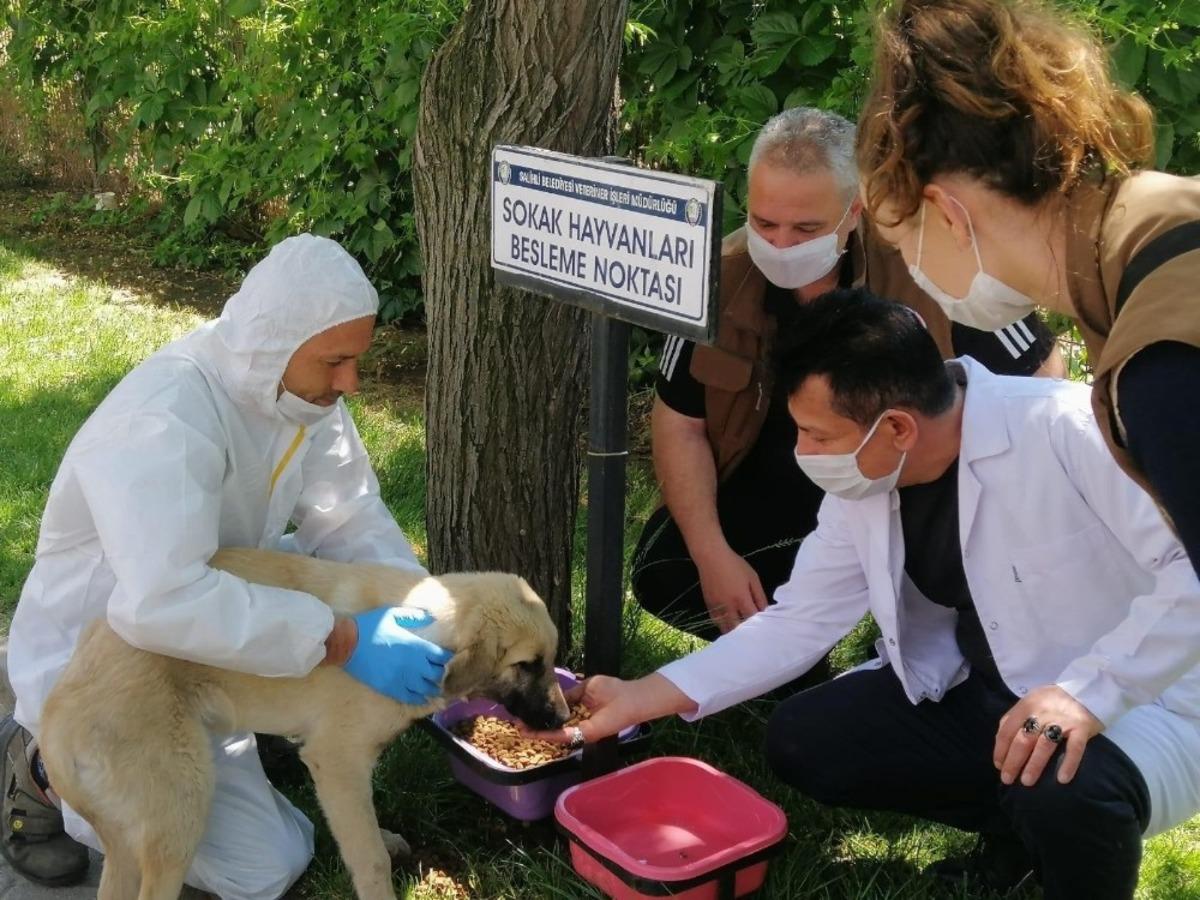 Sokak hayvanları unutulmadı