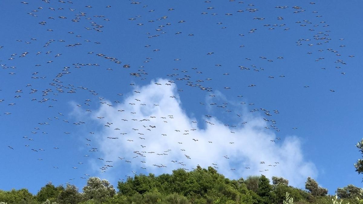 Samandağ semalarında leylekler g&ouml;rsel ş&ouml;len sundu
