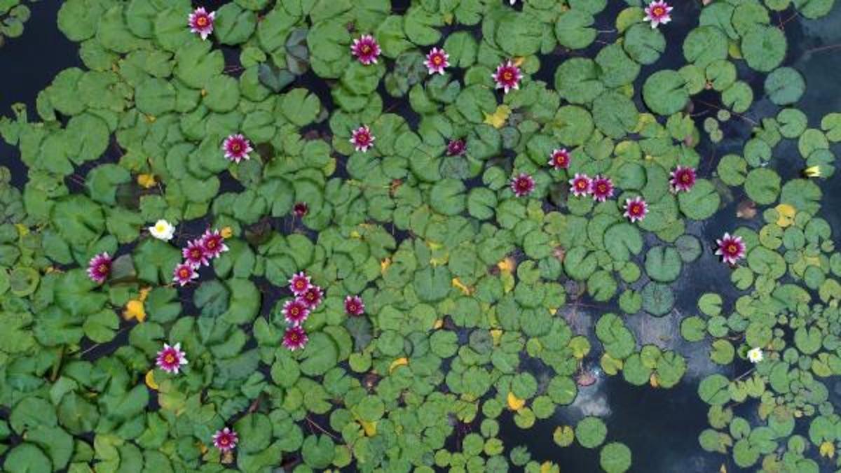 Nil&uuml;ferleri koparmanın cezası 146 bin TL