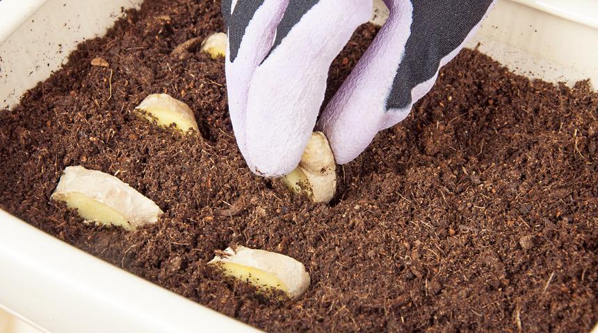 Evde zencefil nasıl yetiştirilir?