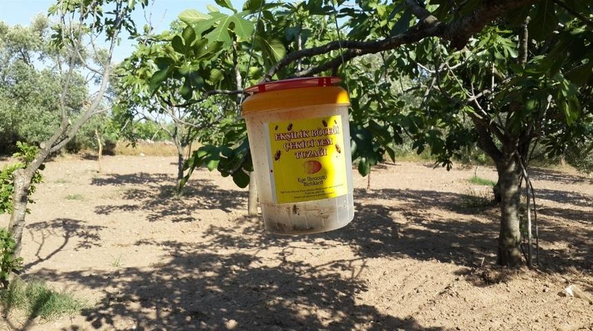 İncirde ekşilik b&ouml;ceği tuzakları dağıtıldı