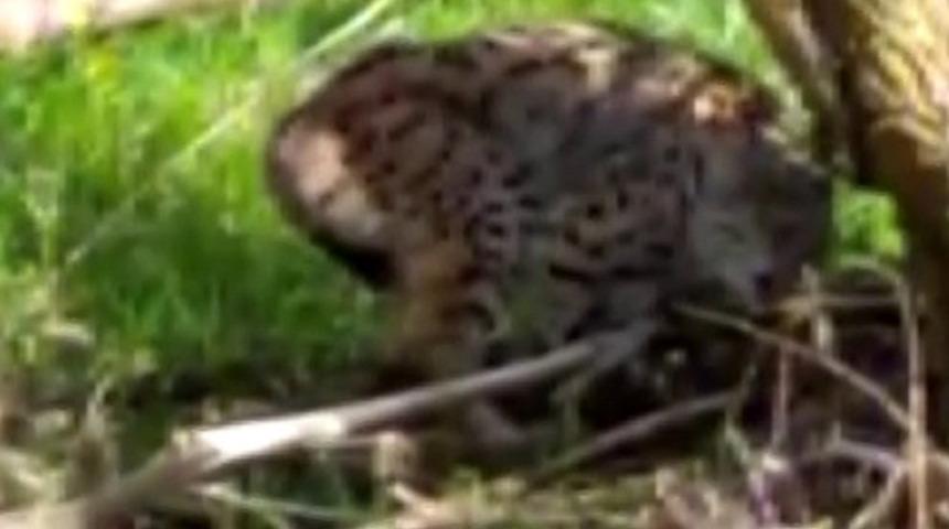 İlk kez vaşak gördü! 'Pisi pisi' diye çağırdı