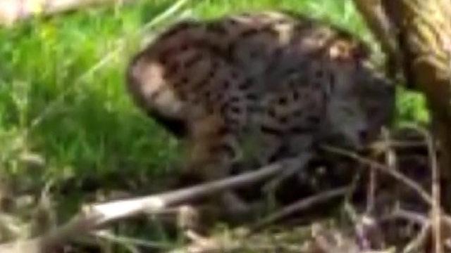 İlk kez vaşak gördü! 'Pisi pisi' diye çağırdı