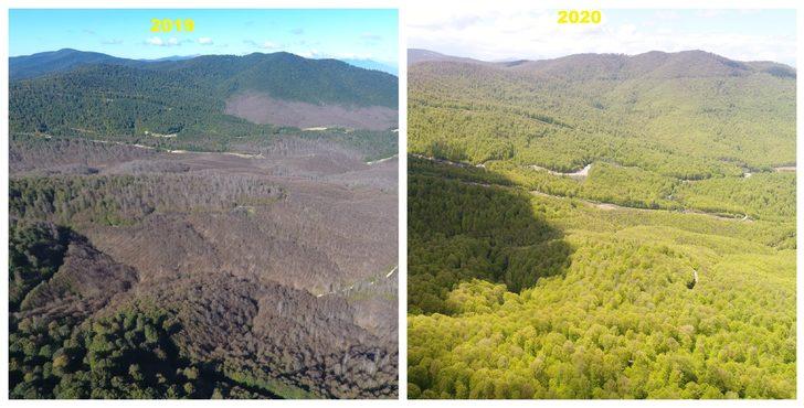 Tırtıl istilasına uğrayan ormanlar yeniden yeşerdi G1