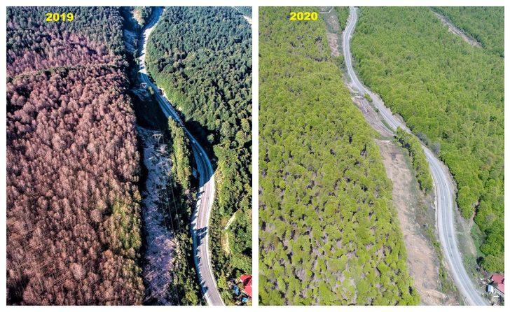 Tırtıl istilasına uğrayan ormanlar yeniden yeşerdi G2