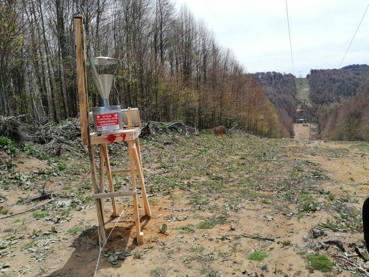 Tırtıl istilasına uğrayan ormanlar yeniden yeşerdi G3