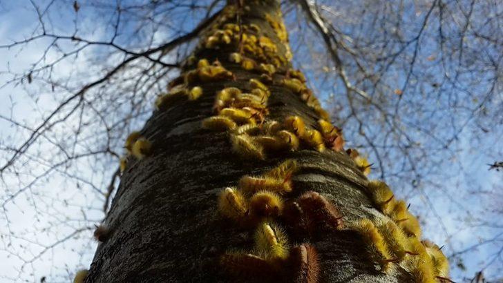 Tırtıl istilasına uğrayan ormanlar yeniden yeşerdi G4