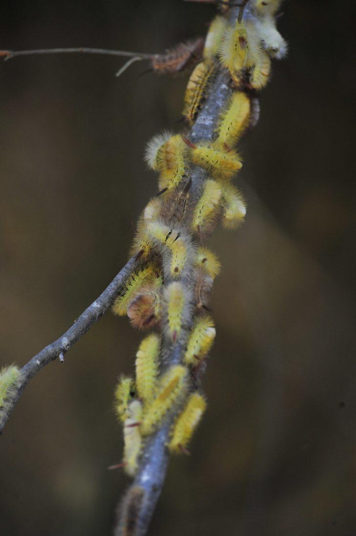 Tırtıl istilasına uğrayan ormanlar yeniden yeşerdi G5