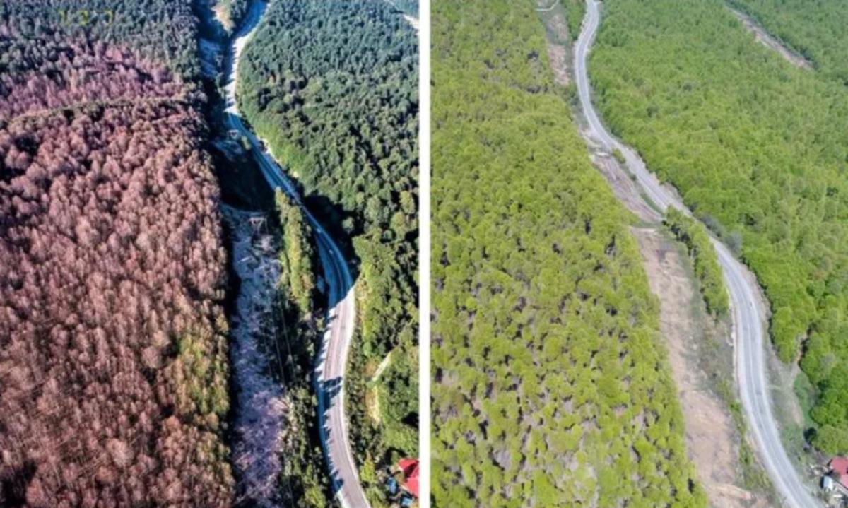 Tırtıl istilasına uğrayan ormanlar yeniden yeşerdi