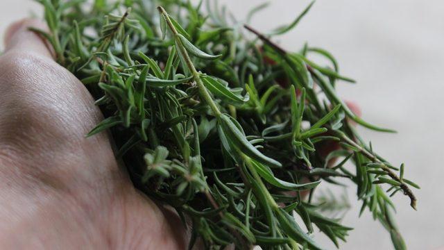 Korona salgını dağ kekiğine ilgiyi artırdı: Dağ kekiği faydaları nelerdir?