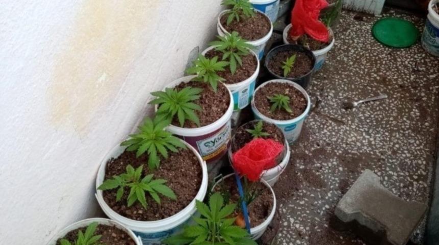 Evinin balkonunda Hint keneviri yetiştiren ş&uuml;pheli tutuklandı