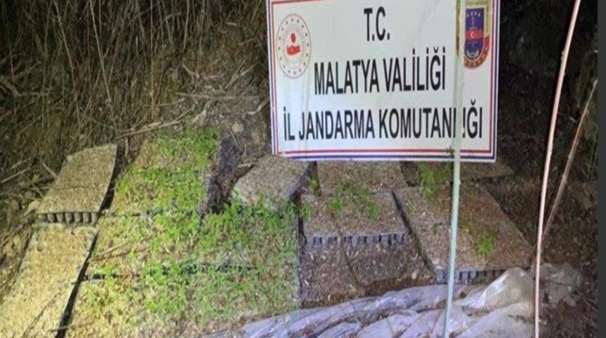 Kamu arazisine hint keneviri ektiler