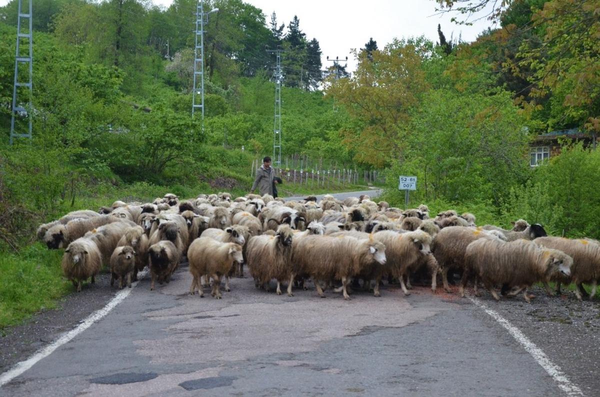 Ordu&rsquo;da yaylalara g&ouml;&ccedil; s&uuml;r&uuml;yor