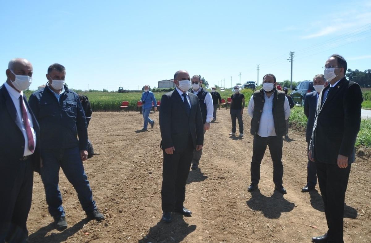 Bafra Ovası&rsquo;nda damlama sulama &ccedil;eltik ekimi