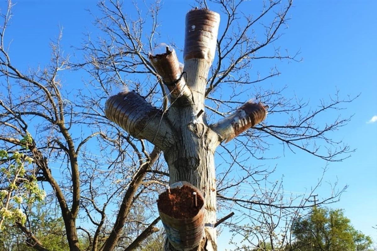 Kaliteli &uuml;r&uuml;n i&ccedil;in ağa&ccedil;lar aşılanıyor