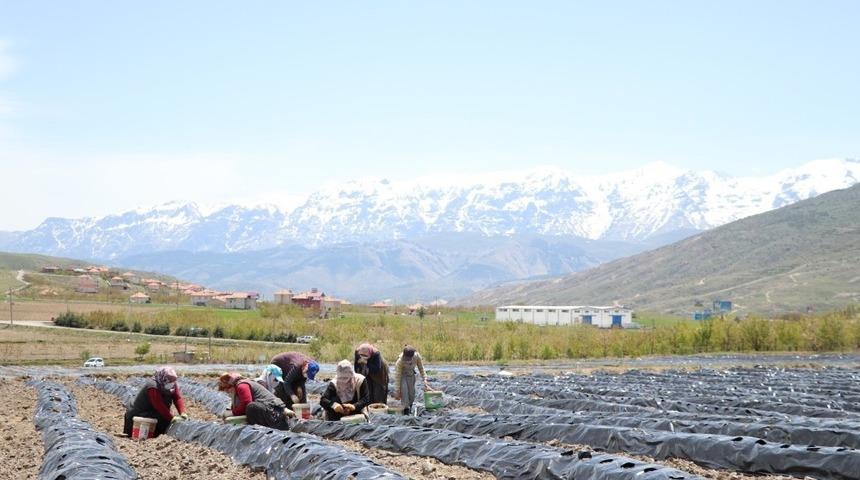 Niğdeli &ccedil;ift&ccedil;iler 300 dekar arazide &ccedil;ilek &uuml;retiyor