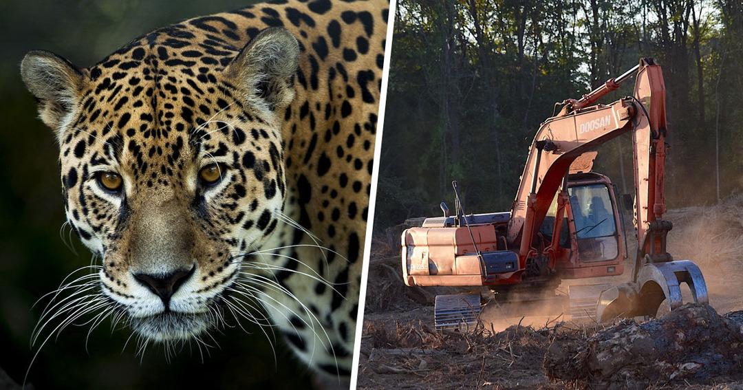 D&uuml;nya koronavir&uuml;se odaklanmışken, Amazon Ormanları&rsquo;ndaki yıkım her zamankinden daha k&ouml;t&uuml;