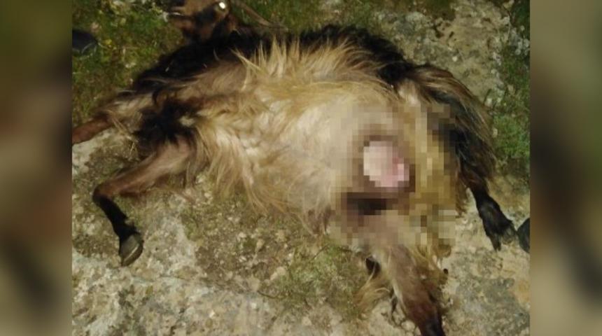 Sürüye saldıran kurtlar, 4 keçi ve 1 tayı telef etti