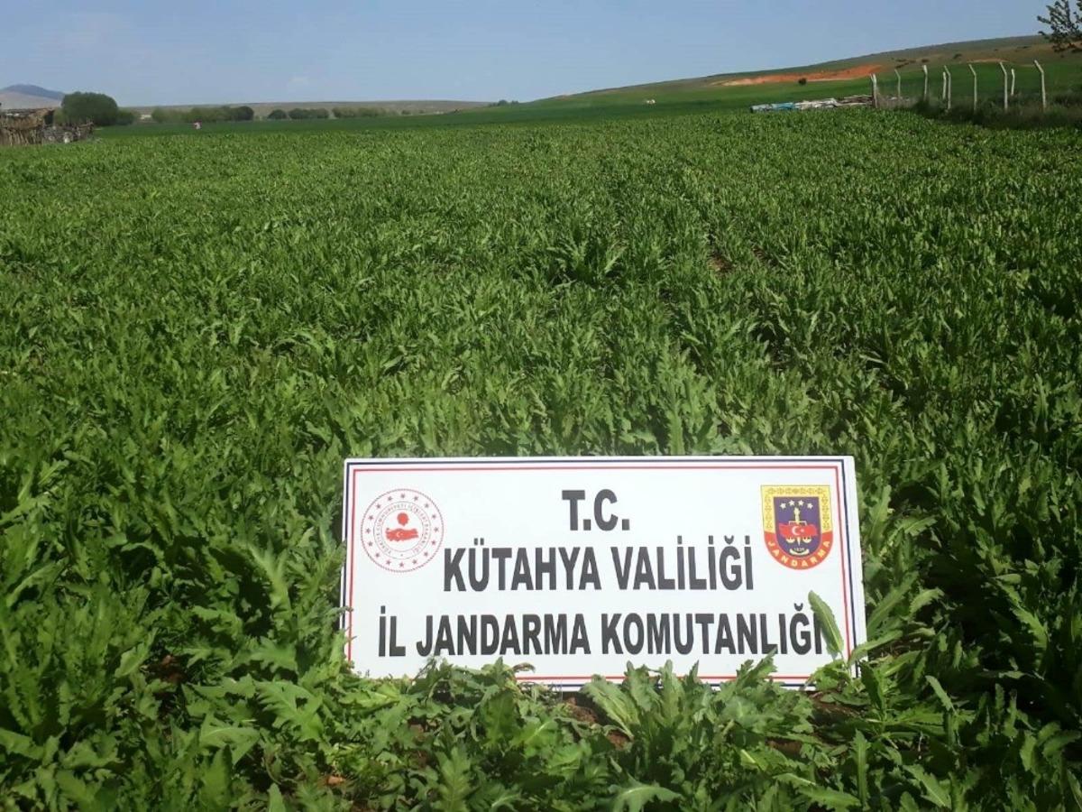 K&uuml;tahya&rsquo;da 624 bin 440 k&ouml;k ka&ccedil;ak ekilmiş haşhaş bitkisi ele ge&ccedil;irildi