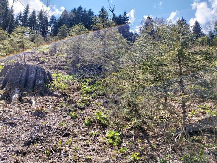 Giresun Valiliği: "Kümbet Yaylasında orman katliamı söz konusu değil" G1