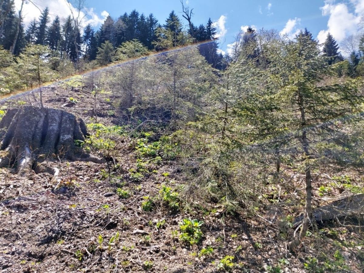 Giresun Valiliği: "K&uuml;mbet Yaylasında orman katliamı s&ouml;z konusu değil"